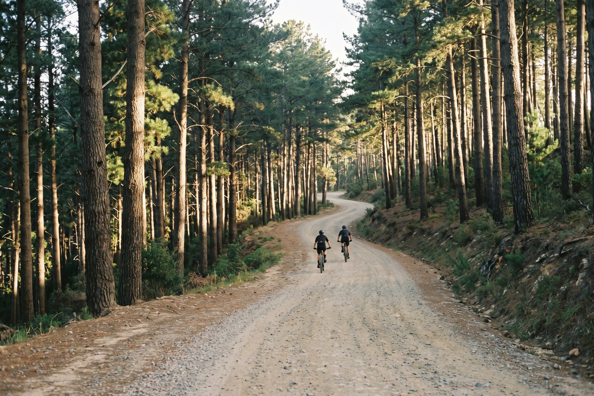 Two mountain bikers on a gravel road through tall pines